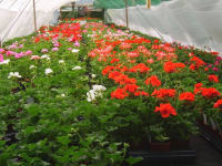 Willow Tree Nursery Lingfield Retail Horticultural Willow Tree Nursery Lingfield Retail Horticultural
