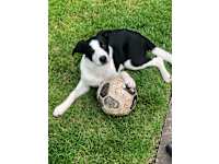 oaklea boarding kennels