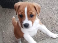 Image of Animal Smart Macclesfield