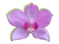 Image of Orchid Beauty Salon