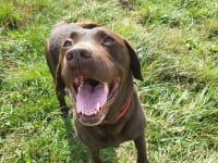 Image of Woof & Go Dog Walking