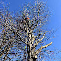 Image 25 of Tree Wise Men (NE) Ltd