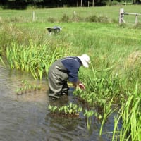 Image 3 of Aquavision Water Garden Services