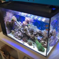 Grosvenor Tropicals, Lisburn | Aquarium & Pond Supplies - Yell