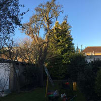 Image 39 of Special Branch Tree & Stump Removal
