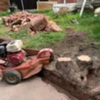 Image of Special Branch Tree & Stump Removal