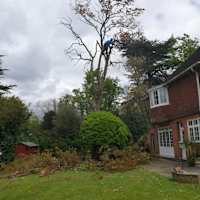 Image 33 of Trees R Us