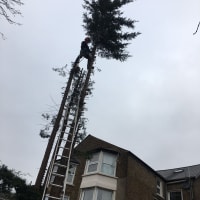 Image 36 of Special Branch Tree & Stump Removal