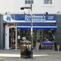 Ollie bongos pet discount essentials