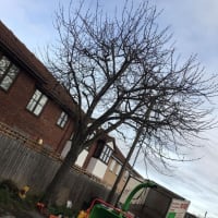 Image 28 of Special Branch Tree & Stump Removal