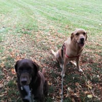 Image 9 of Four Paws Pet Services