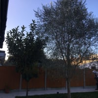 Image 38 of Special Branch Tree & Stump Removal