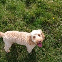 Image 40 of Four Paws Pet Services