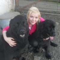stainthwaite kennels