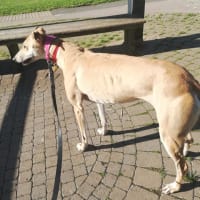 Image 2 of Four Paws Pet Services