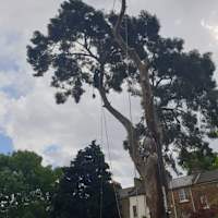 Image 36 of Trees R Us