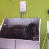 Dog & Cat Grooming near South Tyneside Council | Reviews ...