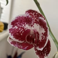 Image 57 of House & Home Sitters Ltd