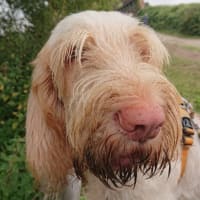 Image 42 of Four Paws Pet Services