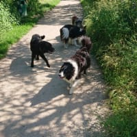 Image 37 of Four Paws Pet Services