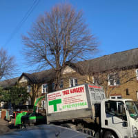 Image 18 of Special Branch Tree & Stump Removal