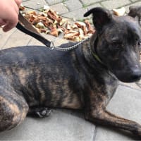 Image of Crazy Barkers