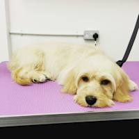 Groomingtails, Tadworth | Dog & Cat Grooming - Yell