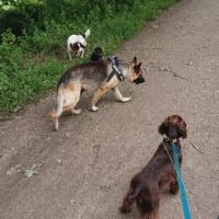 Image 12 of Four Paws Pet Services