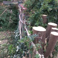 Image 32 of Special Branch Tree & Stump Removal