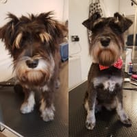 Barks & Bubbles Dog Grooming, Birmingham | Dog & Cat Grooming - Yell