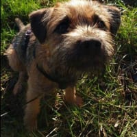 Image 9 of Canine Wild Walks