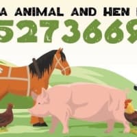 Cumbria Animal and Hen Rescue Barrow In Furness Animal Welfare