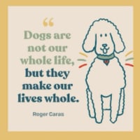 Image 3 of D&gs doggy walking