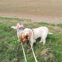 Image 7 of Four Paws Pet Services