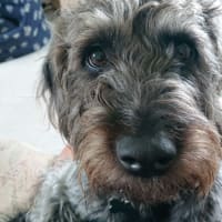 Image 46 of Four Paws Pet Services