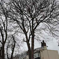 Image 40 of Trees R Us