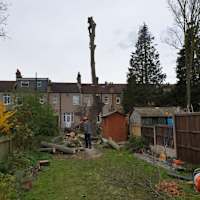 Image 28 of Trees R Us