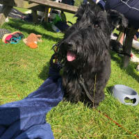 Image 45 of Four Paws Pet Services