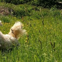 Image 3 of Canine Wild Walks