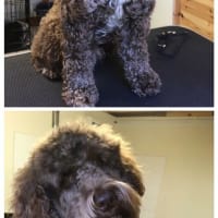 Soapy Pups, Halstead | Dog & Cat Grooming - Yell