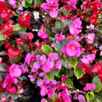 Image 51 of House & Home Sitters Ltd