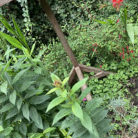 Image 12 of SJE Window Cleaning & Maintenance