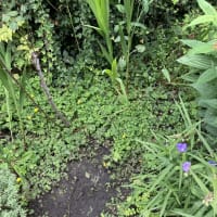 Image 14 of SJE Window Cleaning & Maintenance