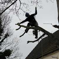 Image 38 of Trees R Us