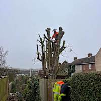 Image 22 of Tree Wise Men (NE) Ltd