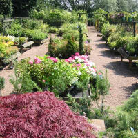 Collyer's Nurseries, Derby | Garden Centres - Yell