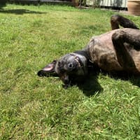 Image of Two Feet Four Paws