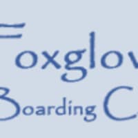 Foxgloves Boarding Cattery, York | Catteries - Yell