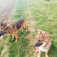 Image 3 of Four Paws Pet Services