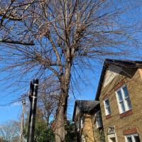 Image 21 of Special Branch Tree & Stump Removal